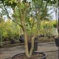 Parrotia persica - 1