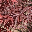 Acer palmatum 'Atrolineare' - 2