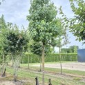 Liquidambar styraciflua - 1