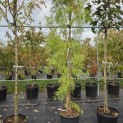 Taxodium distichum 'Shawnee Brave' - Foto 2