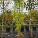 Taxodium distichum 'Shawnee Brave' - Foto 3