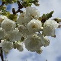 Prunus serrulata 'Shirotae' - 2