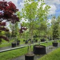 Liriodendron tulipifera - Foto 2