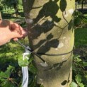 Fagus sylvatica - 5