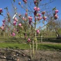Magnolia 'Lennei' - 2