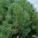 Pinus sylvestris - grove den meerstam