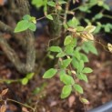 Vaccinium corymbosum 'Elliot' - Foto 1