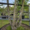 Corylus colurna - Foto 4