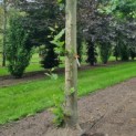 Platanus x hispanica - Afbeelding 1