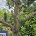 Pinus nigra Oregon Green - 6