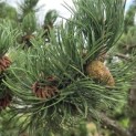 Pinus nigra Oregon Green - 5