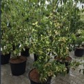 Cornus kousa 'Weisse Fontaine' - Foto 1