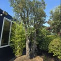 Quercus Suber - 3