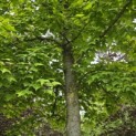 Liquidambar formosana var. monticola - 5