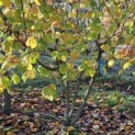 Corylus Avellana 'Aurea' - 1
