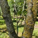 Juglans regia 'Buccaneer'' - 5