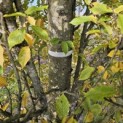 Carpinus betulus 'Frans Fontaine' - 5