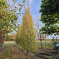 Carpinus betulus 'Frans Fontaine' - 4