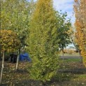 Carpinus betulus 'Frans Fontaine' - 6