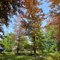 Fagus sylvatica 'Atropunicea' - 2
