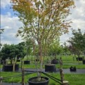 Acer palmatum 'Sangokaku' - Foto 4