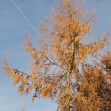 Larix kaempferi - 2
