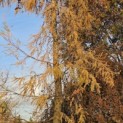 Larix kaempferi - 1