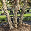 Quercus Suber - Foto 3
