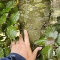 Fagus sylvatica 'Atropunicea' - 2023