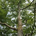 Juglans Nigra - 7