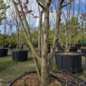 Malus toringo - 3