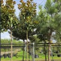 Magnolia grandiflora 'Goliath' - Foto 2