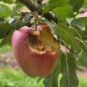 Malus domestica 'Red Elstar' - 2