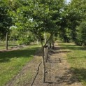 Styrax japonicus - 4