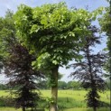 Tilia Tomentosa - mei 2026