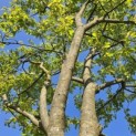 Amelanchier lamarckii - Foto 6