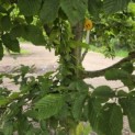Carpinus betulus - 2