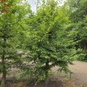 Carpinus betulus - 1