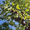 Prunus domestica Hauszwetsche - 5