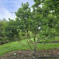 Magnolia 'Susan' - 2