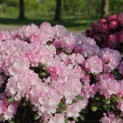 Rhododendron Yakushimanum 'Silberwolke' - Foto 2