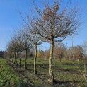 Carpinus betulus - 2