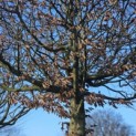 Carpinus betulus - 1