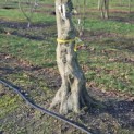 Carpinus betulus - 3