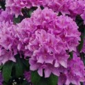 Rhododendron 'Catawbiense Grandiflorum - Afbeelding 4