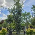 Quercus ilex - 1