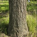 Quercus Palustris - 4