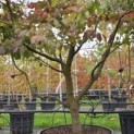 Parrotia persica - Foto 2