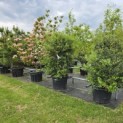 Osmanthus x Burkwoodii - 1