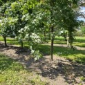 Liquidambar styraciflua - 3